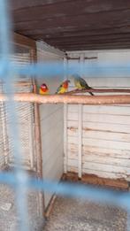 Rosellas en bergparkiet rosellas goudmantel, Dieren en Toebehoren, Meerdere dieren, Parkiet