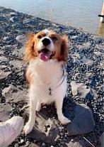 Honden oppas gezocht! 19t/m24 februari, Dieren en Toebehoren, 6 jaar of ouder, Reu, Parvo, Eén hond