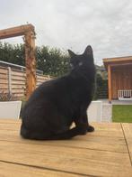 Pip (kater), Dieren en Toebehoren, Kater