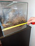 Vogelspinnen te koop alleen ophalen lees de beschrijving, Spin of Schorpioen