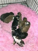 Yorkshire terrier x maltezer pups, Dieren en Toebehoren, Yorkshire Terriër, 8 tot 15 weken, CDV (hondenziekte), Meerdere