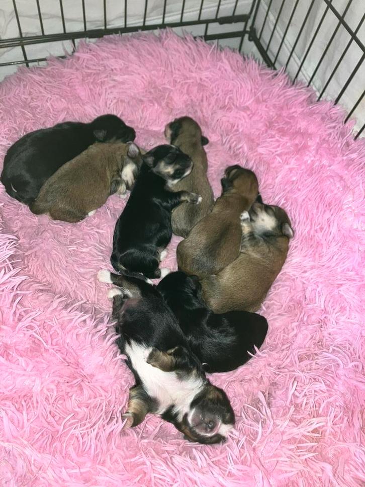 Yorkshire terrier x maltezer pups, Dieren en Toebehoren, Honden | Jack Russells en Terriërs, Meerdere dieren, Yorkshire Terriër