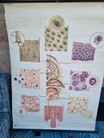 Oud medisch schoolplaat poster educatief, Antiek en Kunst, Ophalen, Natuur en Biologie