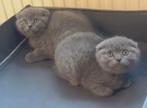 Britse korthaar Scottisch kittens, Meerdere dieren, 0 tot 2 jaar, Ontwormd