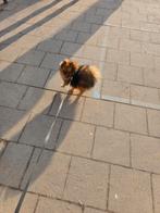 Pomeriaan, Dieren en Toebehoren, Parvo, Keeshond, 15 weken tot 1 jaar, Reu