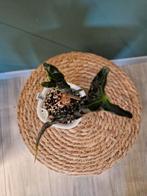 Alocasia Loco, Ophalen of Verzenden