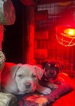 Pocket bully pup of champs (teefje), Dieren en Toebehoren, Honden | Bulldogs, Pinschers en Molossers, België, Particulier, Overige rassen