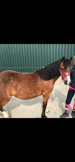 1.  Bruine A Welsh pony. Met veulen, Dieren en Toebehoren, Pony's, Merrie, A pony (tot 1.17m), 7 tot 10 jaar, Onbeleerd