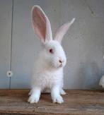 Sneeuwwitte Vlaamse reus baby's, Dieren en Toebehoren, Konijnen, Meerdere dieren, Groot