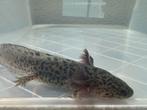 Baby Axolotl Wildkleur, Overige soorten, 0 tot 2 jaar