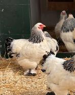 Cochin kriel en Brahma kriel broedeieren, Dieren en Toebehoren