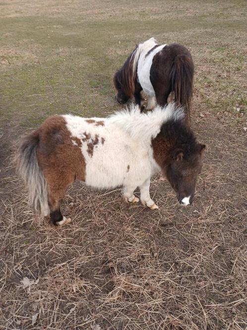 Shetlanders, Dieren en Toebehoren, Pony's, Merrie, A pony (tot 1.17m), Recreatiepony, 0 tot 2 jaar, Gechipt