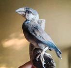 Opgezette rijstvogel - Uniek Decoratieobject, Ophalen of Verzenden, Nieuw, Vogel, Opgezet dier