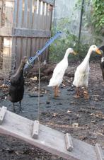 Drie loopeenden te koop samen voor 20 euro!, Meerdere dieren, Kip