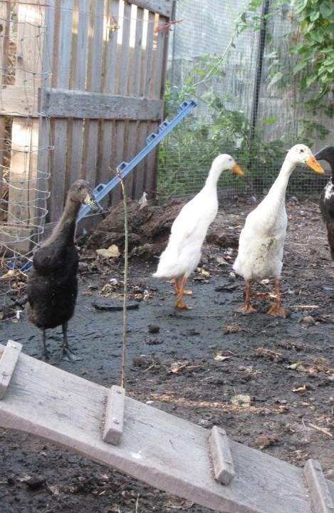 Drie loopeenden te koop samen voor 20 euro!, Dieren en Toebehoren, Pluimvee, Kip, Meerdere dieren
