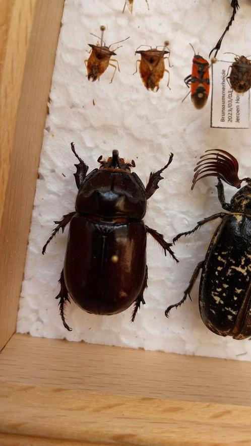 Geprepareerde Neushoornkever, Verzamelen, Dierenverzamelingen, Zo goed als nieuw, Opgezet dier, Insect, Ophalen of Verzenden