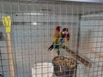 Koppel prachtrosellas aangeboden, Dieren en Toebehoren, Meerdere dieren, Parkiet