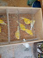 Kanarie man en pop 9 x, Dieren en Toebehoren, Vogels | Kanaries, Meerdere dieren