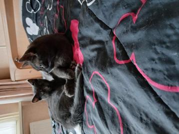 Hele mooie poes zoekt diamanten huisje beschikbaar voor biedingen