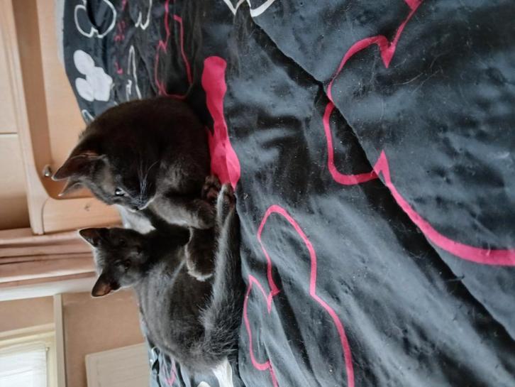 Hele mooie poes zoekt diamanten huisje, Dieren en Toebehoren, Katten en Kittens | Overige Katten, Kortharig, Poes
