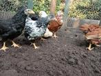 Wyandotte kriel kippen te koop (hennen en haan), Dieren en Toebehoren, Pluimvee, Meerdere dieren, Kip
