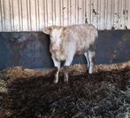 Pink te koop ( nieuwe adv 15/2), Dieren en Toebehoren, Vrouwelijk