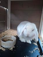 Minilop - ram - wit - blauwe ogen - 1 jaar, Mannelijk, Dwerg, Hangoor, 0 tot 2 jaar