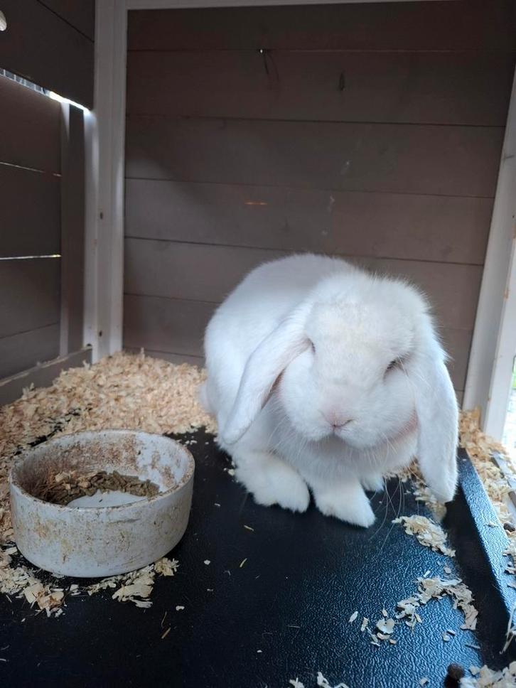 Minilop - ram - wit - blauwe ogen - 1 jaar, Dieren en Toebehoren, Konijnen, Dwerg, Mannelijk, 0 tot 2 jaar, Hangoor