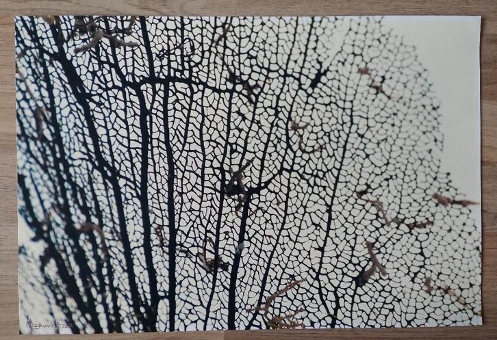 kunst foto kunstenaar Ab Wagenvoort gesigneerd, Antiek en Kunst, Kunst | Tekeningen en Foto's, Ophalen of Verzenden