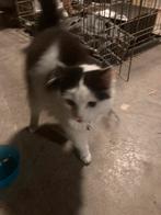 Jonge poes, Dieren en Toebehoren, Katten en Kittens | Overige Katten, Poes, Langharig, 0 tot 2 jaar