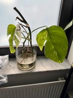 Monstera variegata, Ophalen, Halfschaduw, Minder dan 100 cm