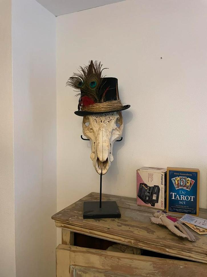 Gothic Schedel Decor met Top Hat & Pauwenveren, Huis en Inrichting, Tafels | Sidetables, Zo goed als nieuw, 50 tot 75 cm, Rechthoekig