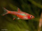 School van +- 25 rasbora, Dieren en Toebehoren, Vissen | Aquariumvissen, Vis