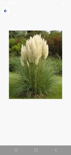 Pampas Pluimen, Tuin en Terras, Ophalen of Verzenden, Overige soorten