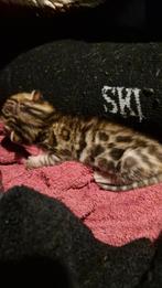 Bengaal kitten, Dieren en Toebehoren, Katten en Kittens | Raskatten | Korthaar, Poes, Gechipt, 0 tot 2 jaar