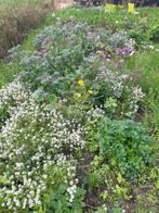 Tuinhulp aangeboden, 15 euro per uur, Ophalen