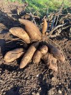 Yacon €1,50 per kilo, Tuin en Terras, Planten | Tuinplanten, Ophalen of Verzenden, Eenjarig, Overige soorten, Volle zon