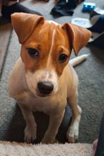 TE KOOP 5 MAANDEN OUDE JACK RUSSEL KRUISING FRANSE BULLDOG, HCC (leverziekte), Teef, Eén hond, Nederland