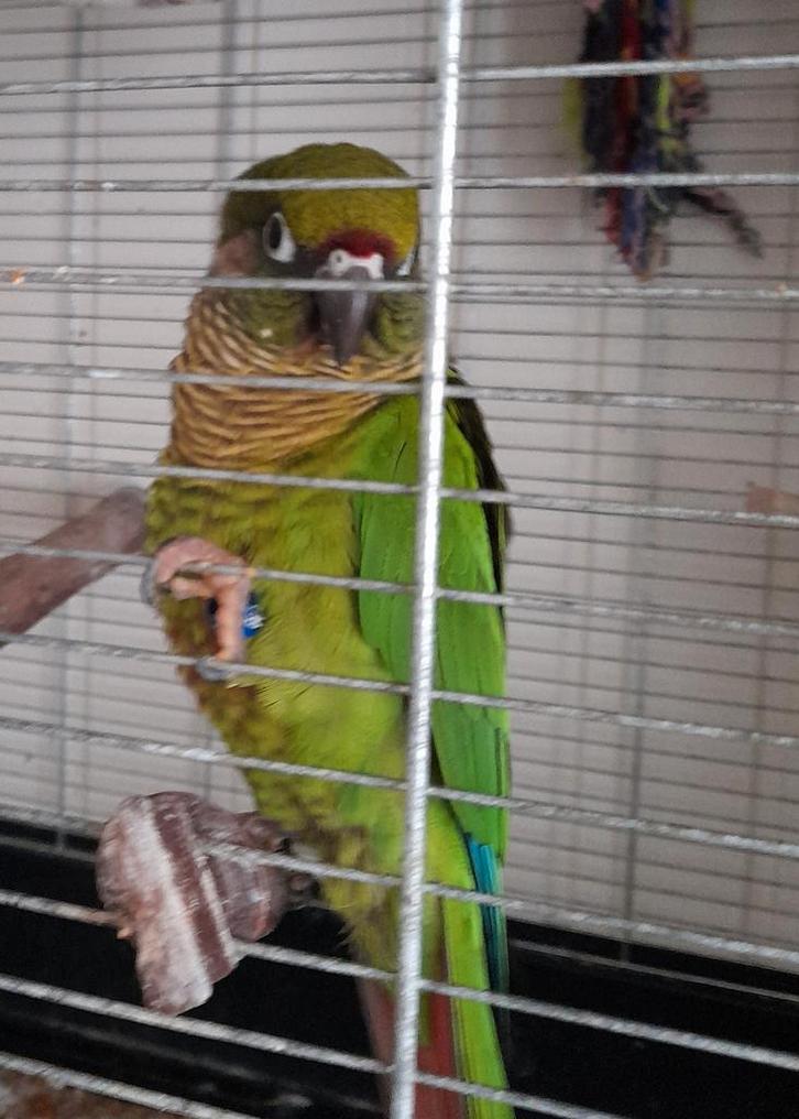 Pyrrhura Frontalis, Dieren en Toebehoren, Vogels | Overige Vogels, Vrouwelijk