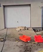 Help Pets Adoptie Kangal uit Bosnie, Sheepdog, Particulier, Rabiës (hondsdolheid), Reu