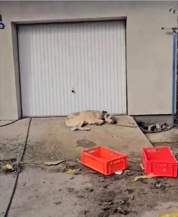 Help Pets Adoptie Kangal uit Bosnie beschikbaar voor biedingen