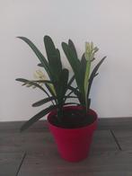 Clivia kamerplant, Overige soorten, Minder dan 100 cm, Halfschaduw, In pot