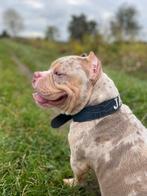 Aangeboden voor dekking, merle, Dieren en Toebehoren, Honden | Dekreuen, Rabiës (hondsdolheid), Reu, 1 tot 2 jaar, Eén hond