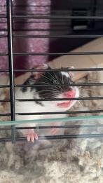 Hamster met kooi en toebehoren, Dieren en Toebehoren, Hamster, Februari, Vrouwelijk, Tam