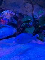 Placidochromis Phenochilus Mdoka White Lips 1 vrouw, Dieren en Toebehoren, Vis