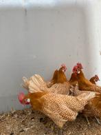 Prachtige mooie goudwitpeil hennen, Dieren en Toebehoren, Pluimvee