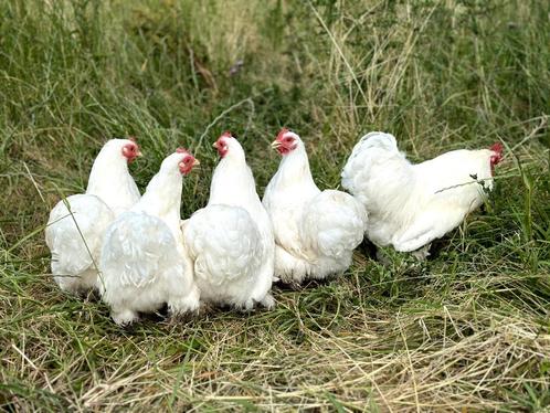 Cochin kriel kippen Wit, gesekst en ingeënt, Dieren en Toebehoren, Pluimvee, Kip, Vrouwelijk