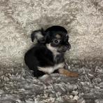 Chihuahua pup teefje (tri-color), Dieren en Toebehoren, Honden | Chihuahua's en Gezelschapshonden, Particulier, Teef, 8 tot 15 weken