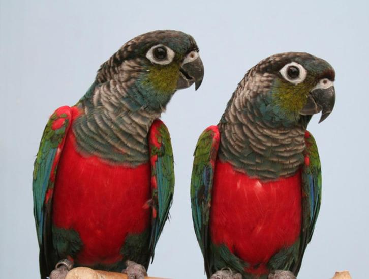 Ruilen tegen 1-1 Blauwe of andere mutatie Monniks Parkieten, Dieren en Toebehoren, Vogels | Parkieten en Papegaaien, Parkiet, Meerdere dieren
