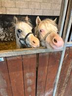 Twee Welsh A hengstjes valk en cremello, Hengst, Niet van toepassing, A pony (tot 1.17m), 0 tot 2 jaar